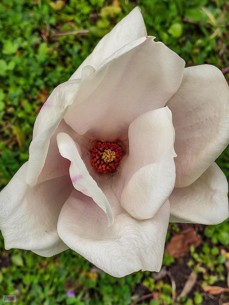 Kwiat magnolii