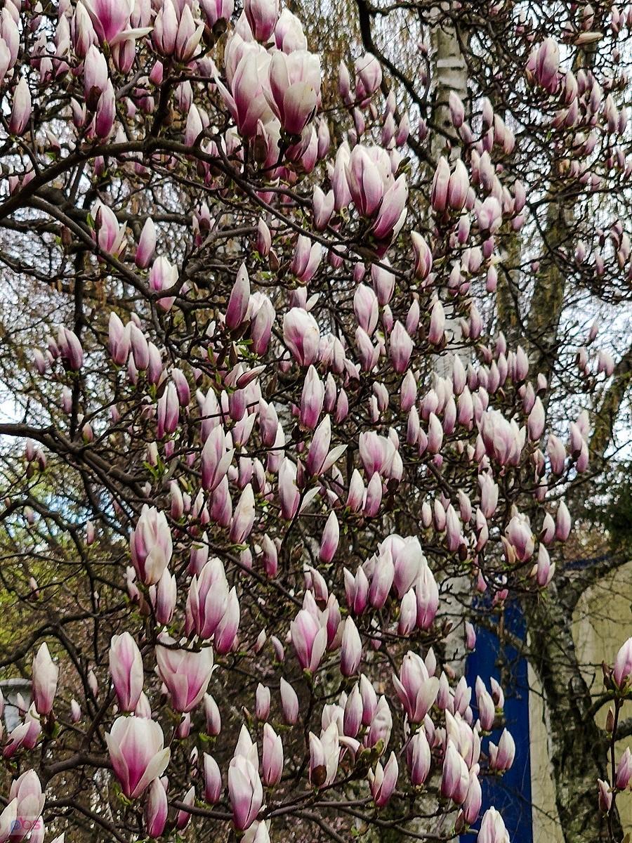 Magnolia od zacienionej strony