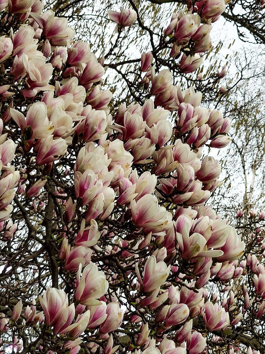 i ta sama magnolia od strony słońca