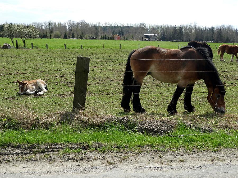 Na pastwisku pod Tatynią.