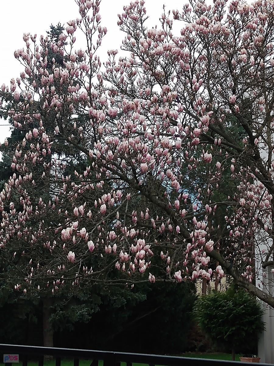Magnolia na Grotach