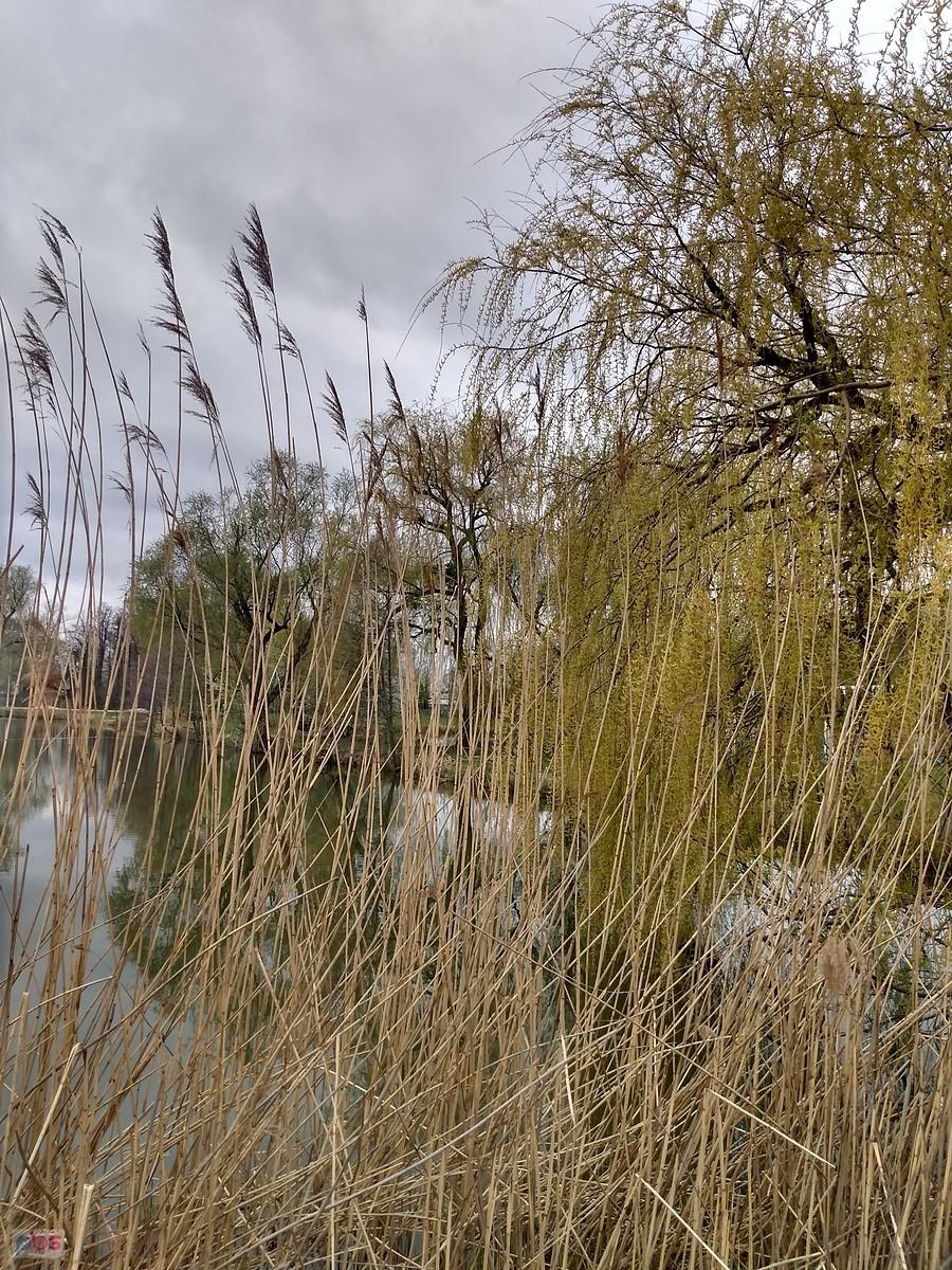 Wiosna nad stawem