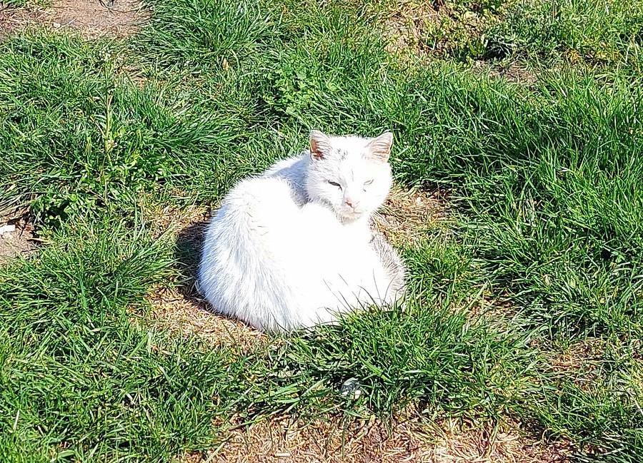 Obudzony kotek