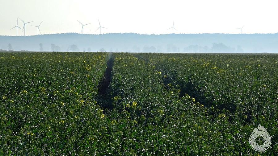 rzepaki powoli wschodzą