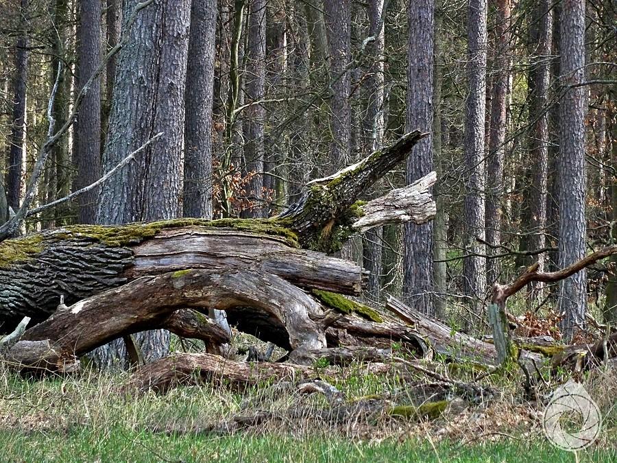 lasy zachodniopomorskie pełne martwego drewna