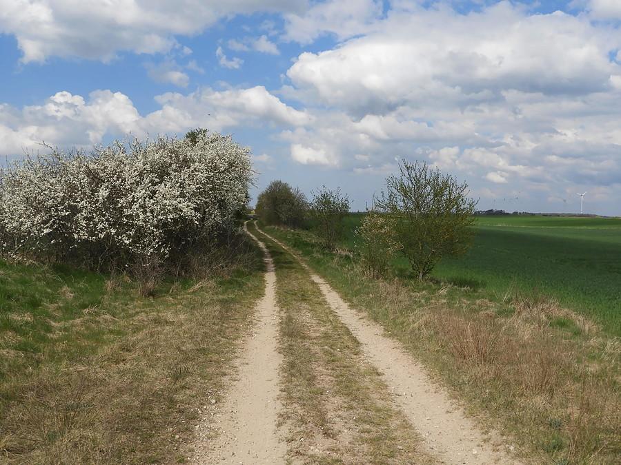 Obrazek z Niemiec - nie tylko po asfalcie jechaliśmy.