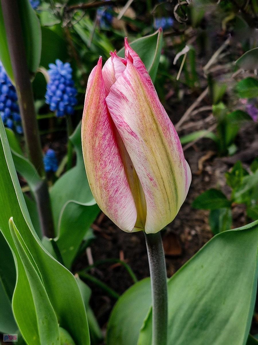 Tulipan i szafirki