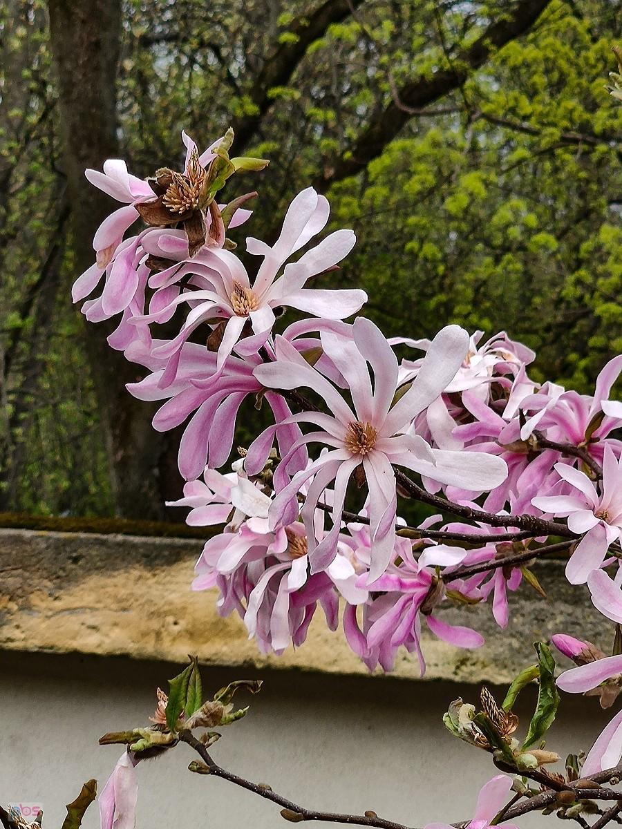 Gałązka magnolii obsypana kwiatami