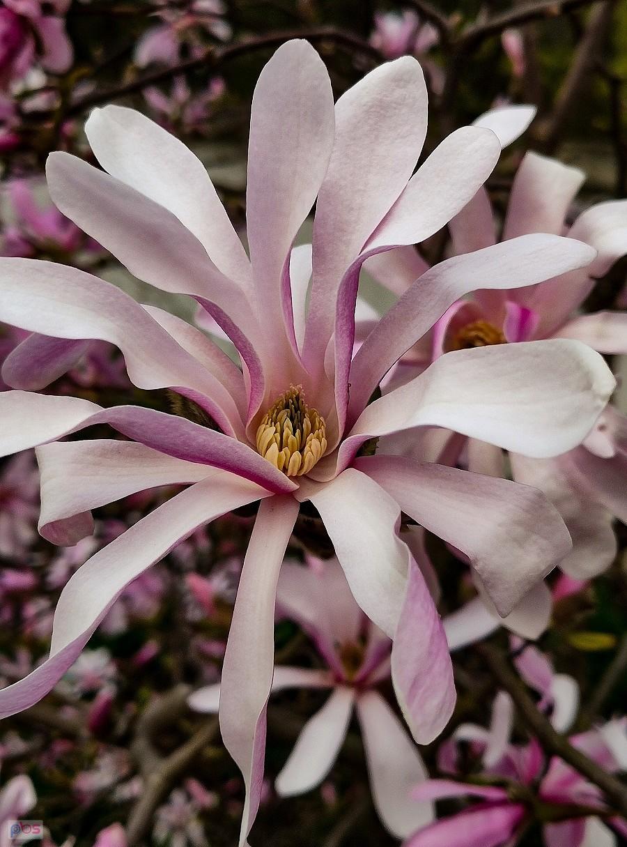 Magnolia gwiaździsta