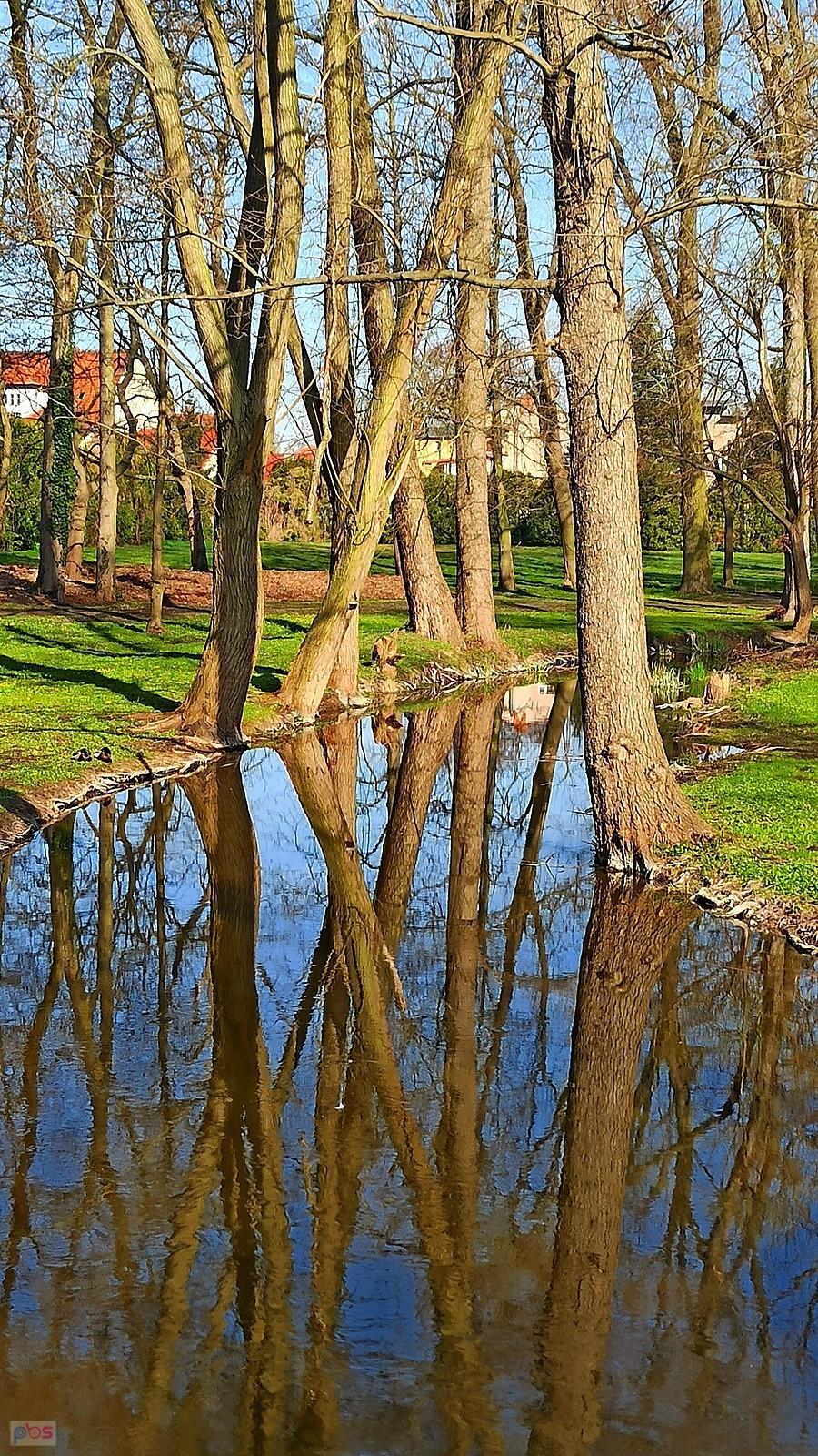 Drzewa nad rzeką Samicą w przyzamkowym parku