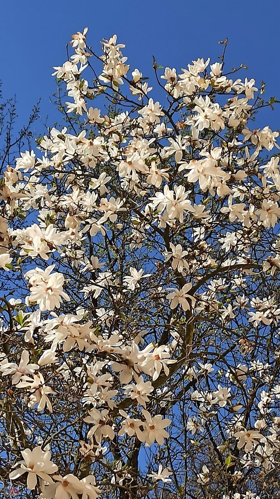 Magnolia w parku zamkowym w Osiecznej
