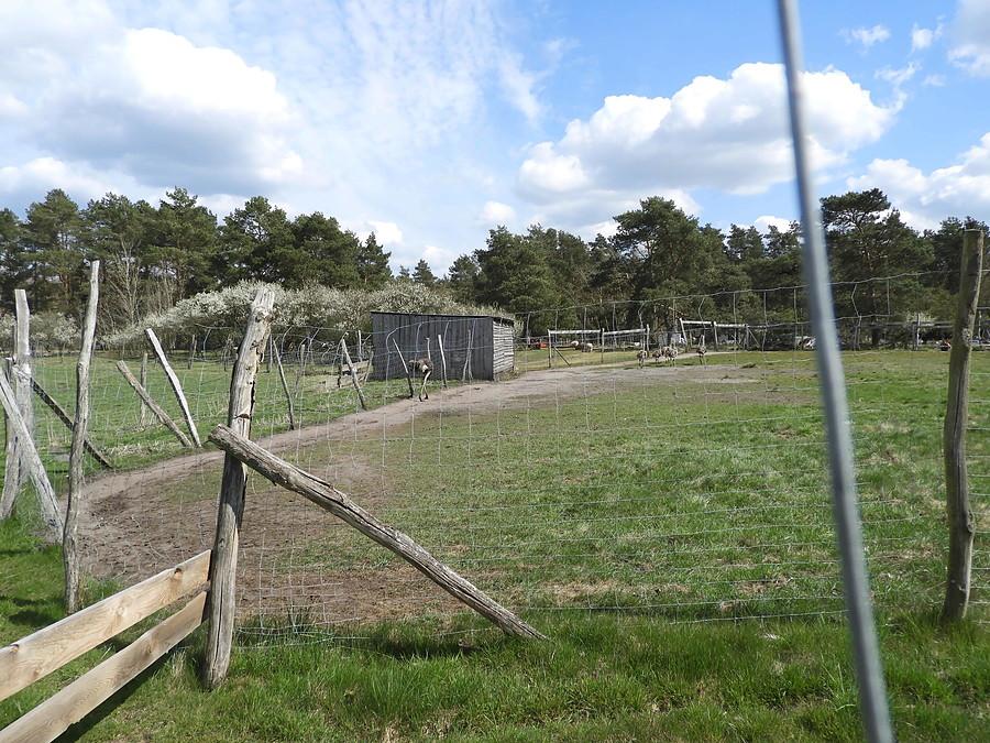 Strusia z Blankensee za podwójnym ogrodzeniem.