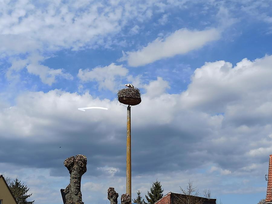 Pampow i gniazdo bocianie na słupie.