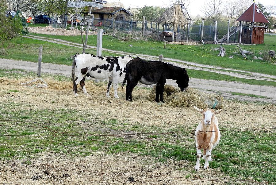 Mini zoo w Blankensee.
