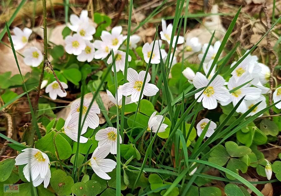 Zawilce na drodze do Trzebani