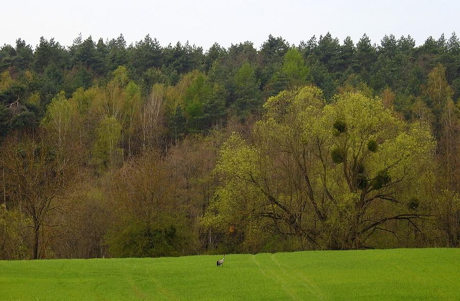 Widoczek z żurawiem