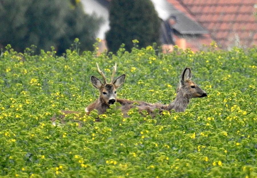 Parka zakamuflowanych sarenek