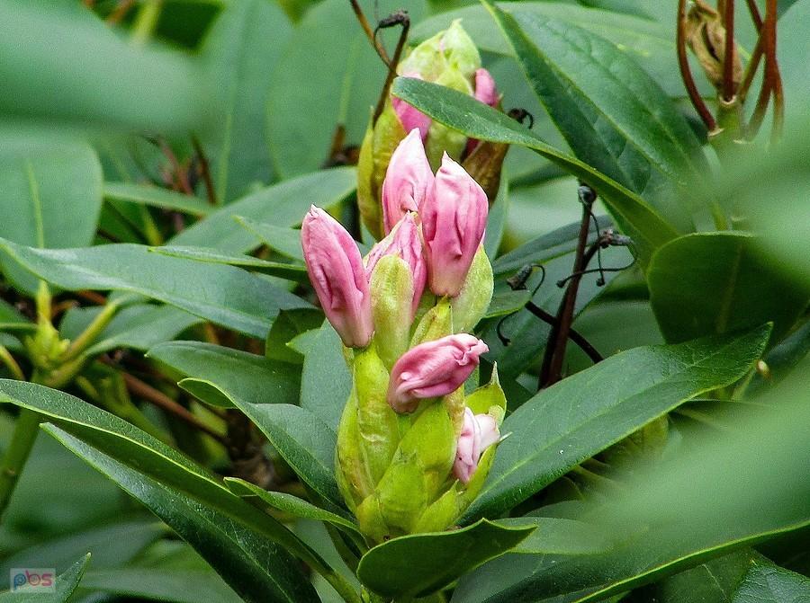 Rhododendron maximum