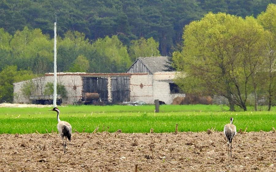 Żurawie podążające ku cywilizacji