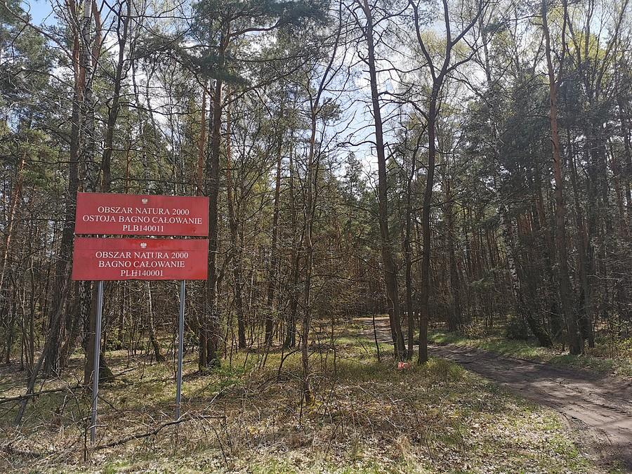 Całowanie na bagnie