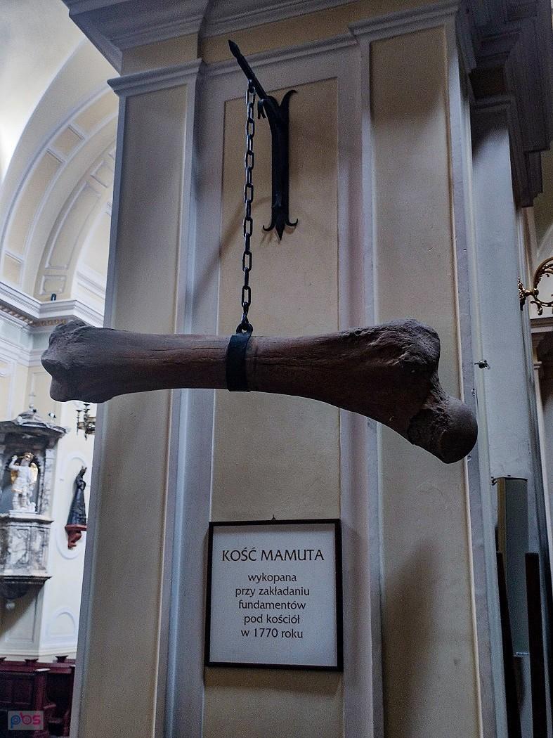 Kość mamuta w kościele św. Anny