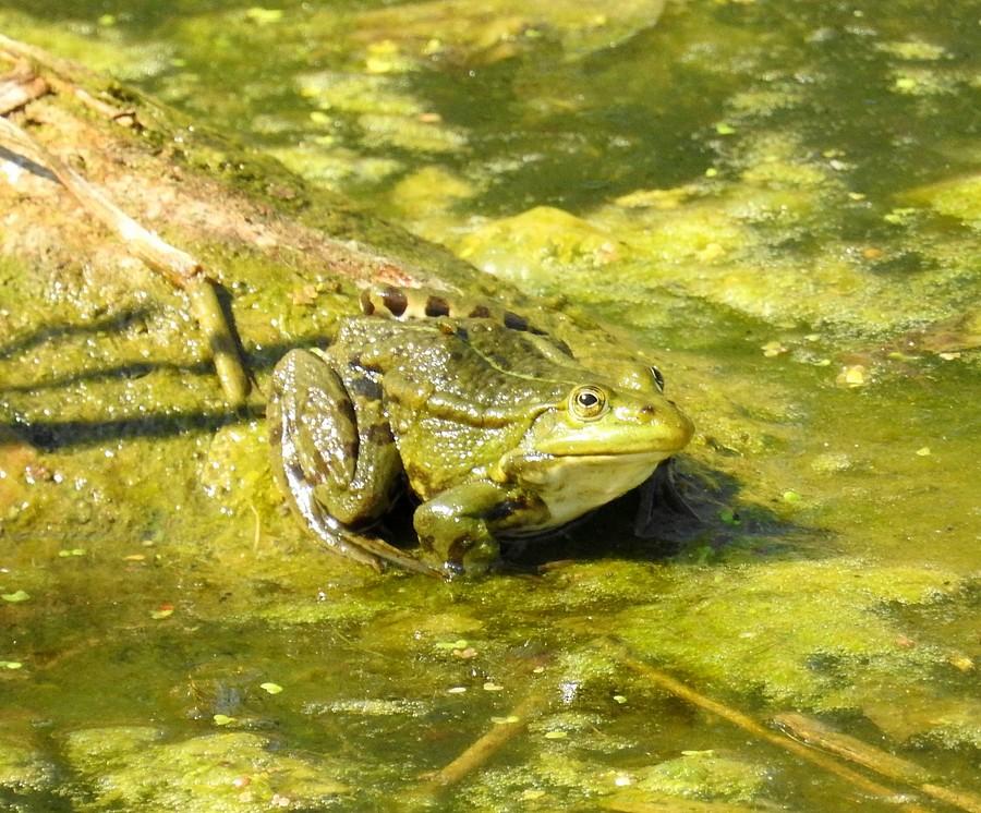 Opalająca się żaba