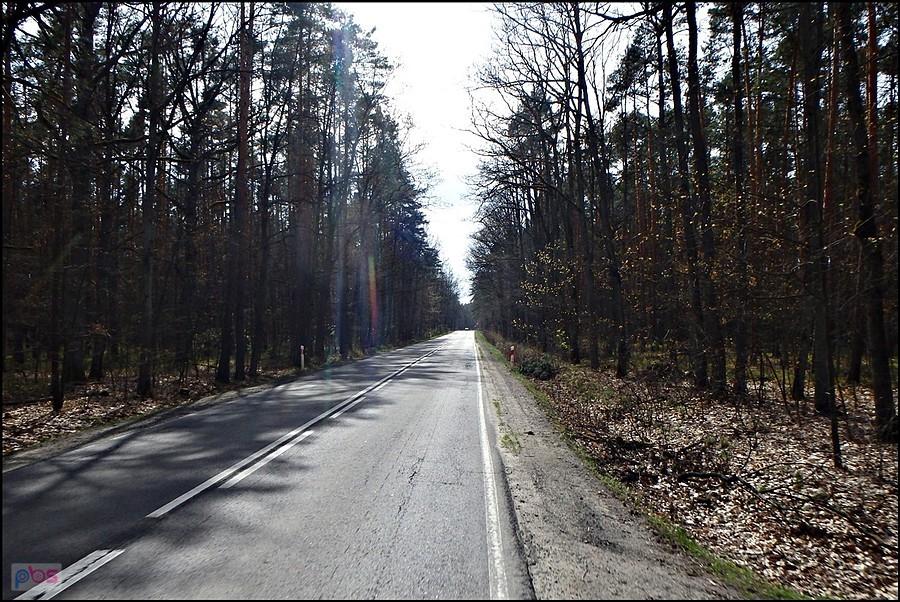 Droga przez las w kierunku Janikowa