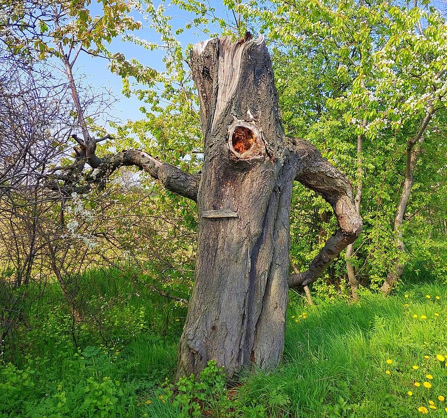 Cyklop spod Tulec już w otoczeniu zieleni