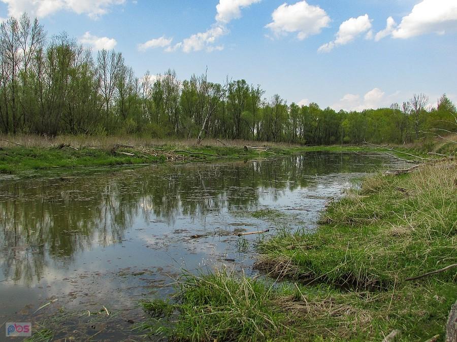Starorzecze Wisły
