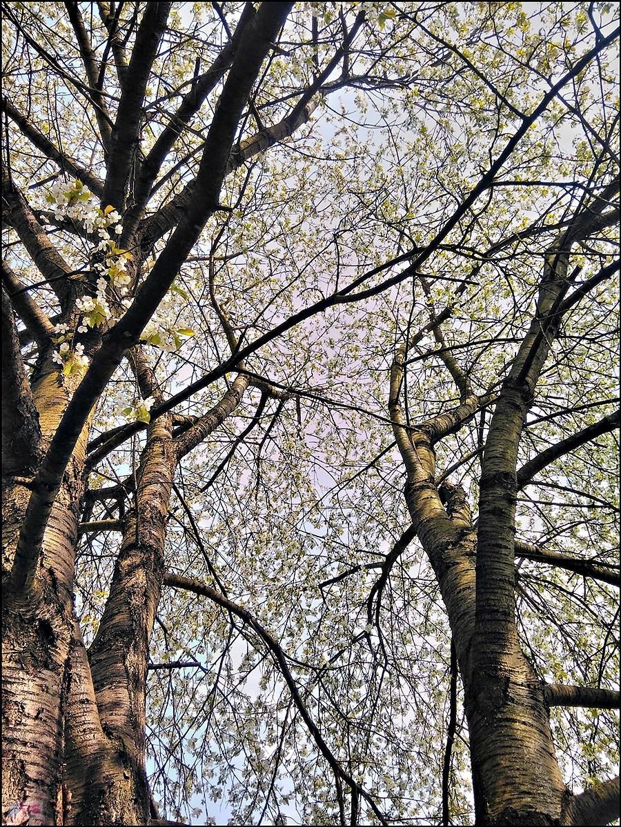 na hamaku pod czereśnią