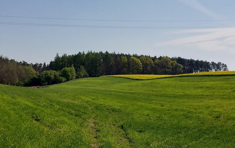 Zielono-rzepakowe fale z poznańskiego Sypniewa