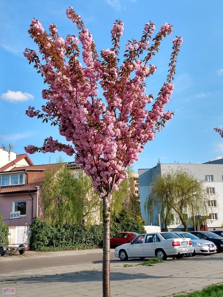 Nie wiem, jakie to drzewo, ale pięknie kwitnie