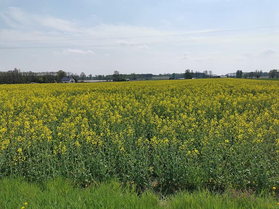 Żółty rzepak