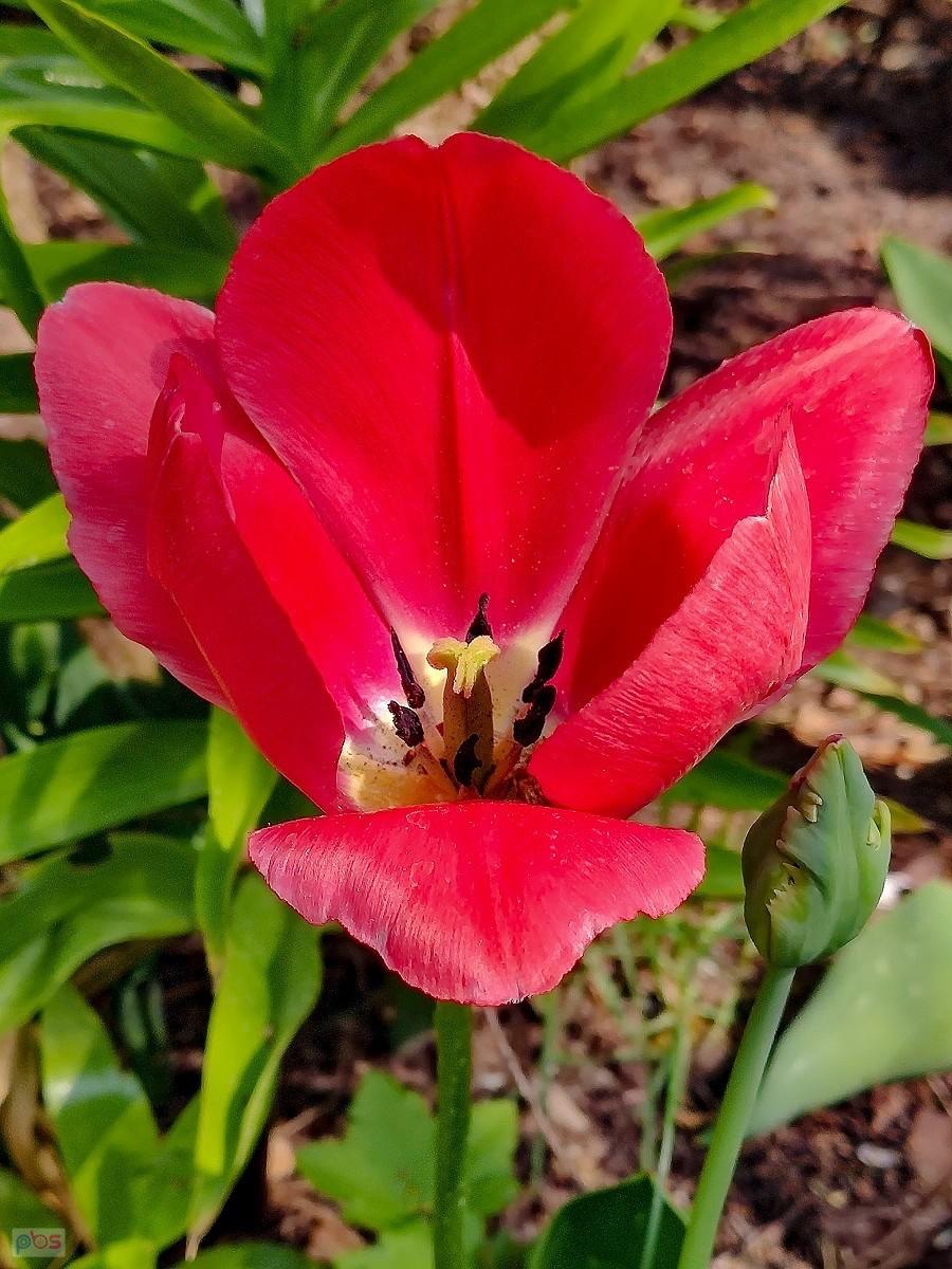 Czerwony tulipan