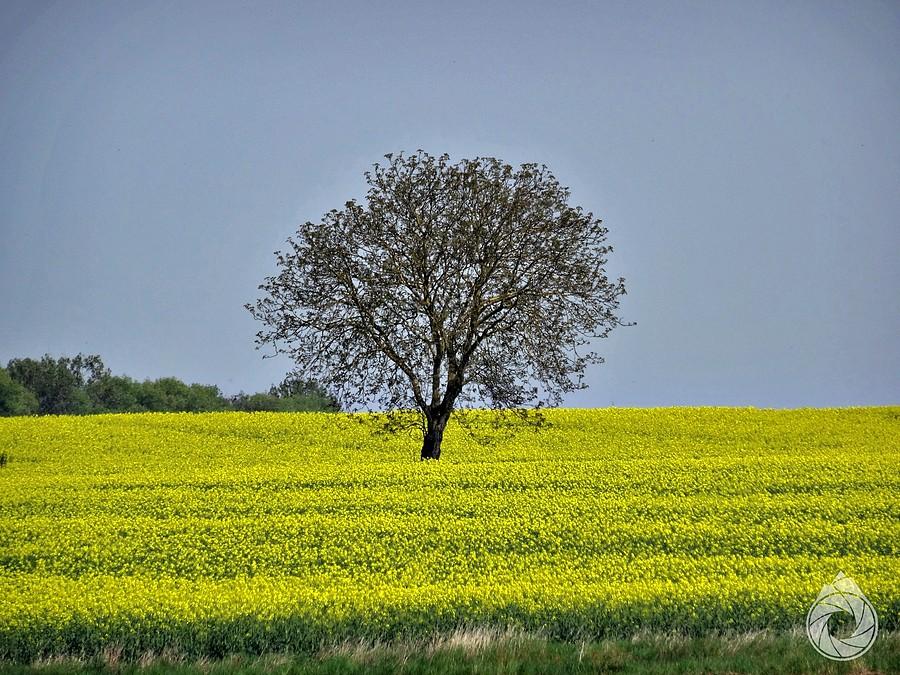 gdzieś wśród słowackich pól