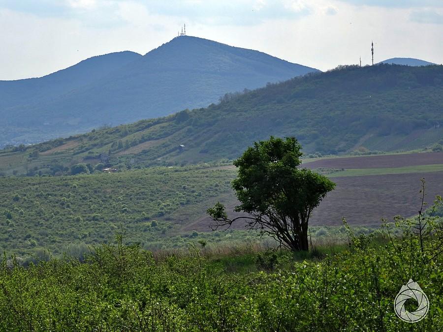 tokajski obszar winny