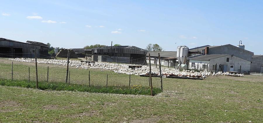 Ladenthin - hodowla gęsi.