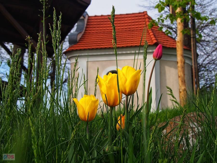 Kapliczka "Na Goju" w Wiśniczach