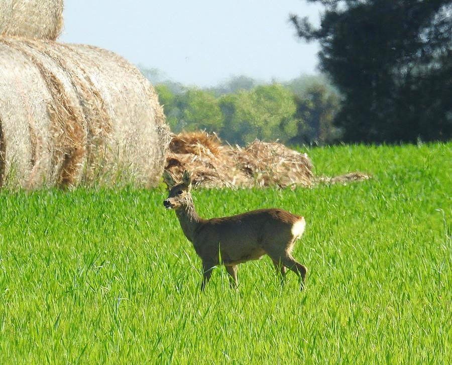 Zamyślona sarenka