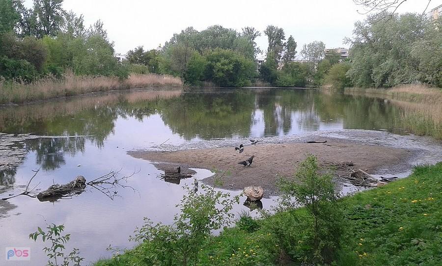 Staw Wyścigi - jak widać lustro wody mocno obniżone