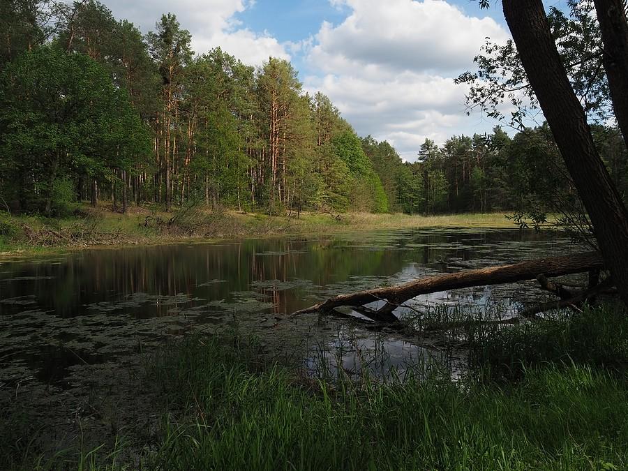 Staw Skłodowskiego