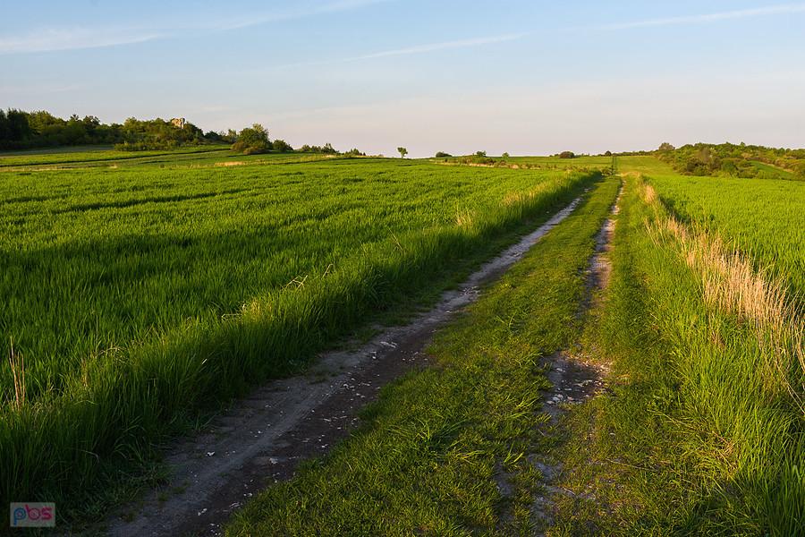 Przybynów