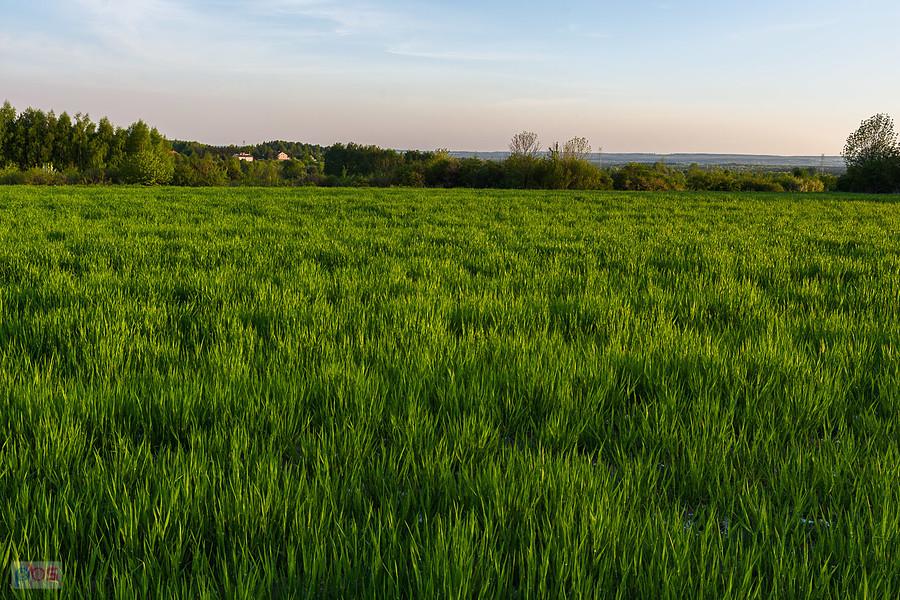 Przybynów - widok w stronę Wysokiej Lelowskiej