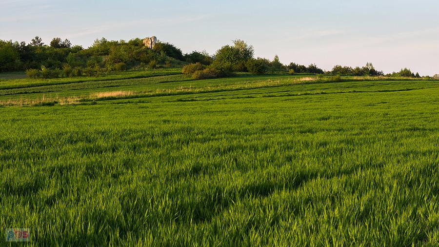 Przybynów