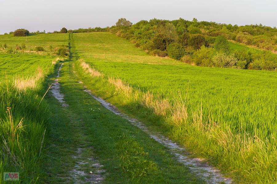 Przybynów