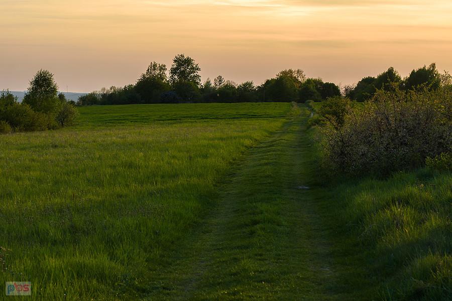 Przybynów