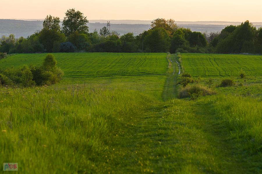 Przybynów