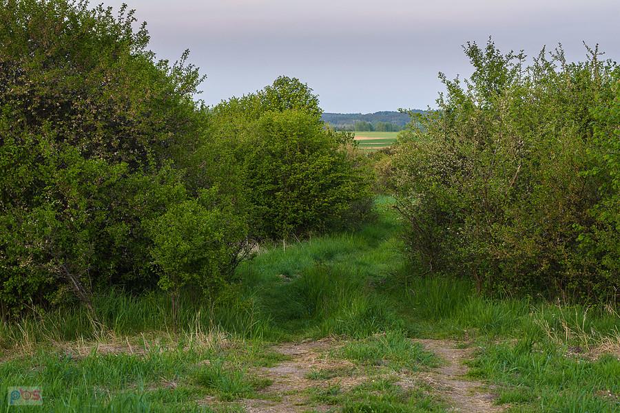 Przybynów