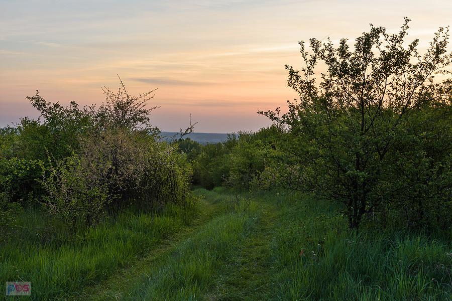 Przybynów