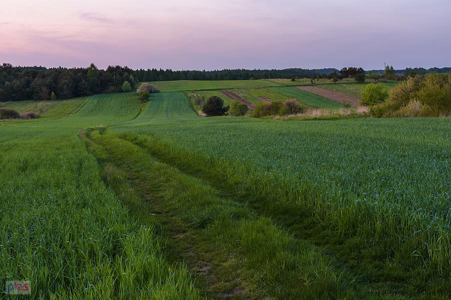 Pomiędzy Przybynowem a Jaroszowem